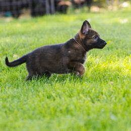 German Shepherd Puppies from Faoladh German Shepherds