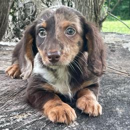 Bentley - Dapple male Dachshund puppy in Industry, Illinois from KDKs Kennels
