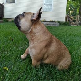 French Bulldogs from Jeff's French Bulldogs