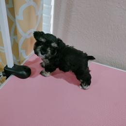 Roscoe - Black and silver male Miniature Schnauzer puppy in Muskogee, Oklahoma from A&W Miniature Schnauzers