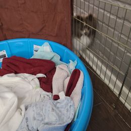 Pomeranian Puppies from Merri's Pom's