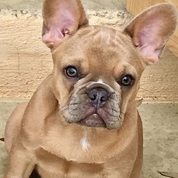 French Bulldog puppies from Frenchiebred