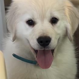 Sherbet (Teal Collar Boy) - Light golden male Golden Retriever puppy in Peoria, Arizona from Dani’s Dawgs