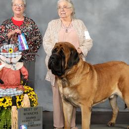Roadie - Mastiff