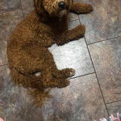 Aussiedoodle and Irish Doodle All Grown Up from Schooley Doodles