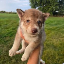 Ruby - Red and white female Siberian Husky puppy in Bingham, Illinois from Siberian Instincts Kennel