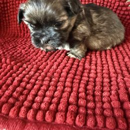 Samantha - Gold female Shih Tzu puppy in Atoka, Oklahoma from Boggy Depot Cavaliers & Friends