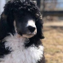 Poodles from Gemini Poodles