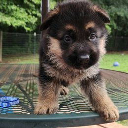 Boy 1 (Sol) - Black and red male German Shepherd puppy in Roanoke, Alabama from Von Schönen Träumen German Shepherds