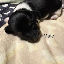 Dachshund Puppies from Sias Select Dachshunds