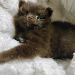 Pomeranian Puppies from Cutie Poms