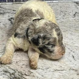 Zephyrus - Parti male Poodle puppy in Chesapeake, Virginia from Doodle-Cove