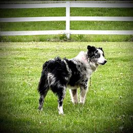 Calamity - Miniature Australian Shepherd