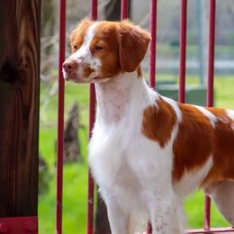 Brittanys from Whispering Hills Gun Dogs