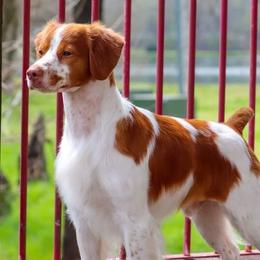 Brittanys from Whispering Hills Gun Dogs