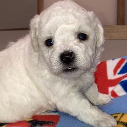 Puppy - White male Bichon Frise puppy in Greenville, South Carolina from Almaza Bichons