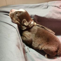 Yule - Red tri male Miniature Australian Shepherd puppy in Macomb, Missouri from Faunus Farms and Aussies
