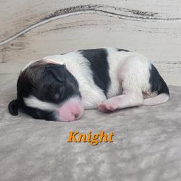 Knight (Orange Collar) - Parti male Goldendoodle puppy in Scurry, Texas from 07 Seven Oaks Goldens and Doodles