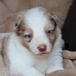 Boy 5 - Red merle male Border Collie puppy in Courtland, Alabama from C Bar C Ranch Border Collies