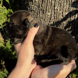 Cersei Lannister - Sable female German Shepherd puppy in Chino, California from BlueStone K9