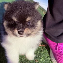 Girl 3 - Black and tan parti female Pomeranian puppy in Snohomish County, Washington from Heartlove Poms