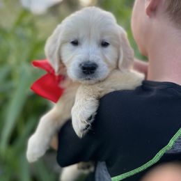 Mr. Red - Light golden male Golden Retriever puppy in Nampa, Idaho from Farmhouse Goldens