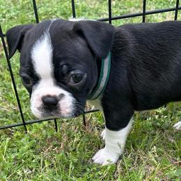 D. Girl 3 (green) - Black and white female Boston Terrier puppy in Mc Donough, Georgia from Ballard Boston Terriers