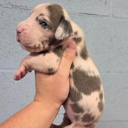 Little bitty Sparky - Harlequin male Great Dane puppy in Port Clinton, Ohio from LakeSide Danes