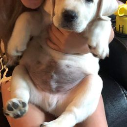 Labrador Retriever Puppies from Texas Finest English Labradors