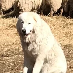 Border Collies and Maremma Sheepdogs from Hope's Farm