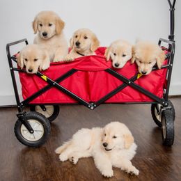 Golden Retriever Puppies from Falkinburg Goldens