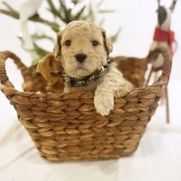 Goldendoodle Puppies from Proctor’s Petite Goldendoodles