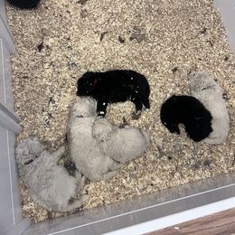Aussiedoodle Puppies from Crabtree Farm Doodles