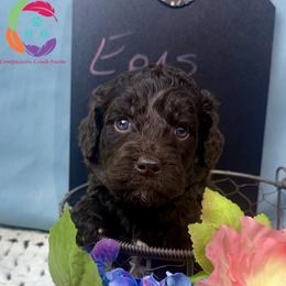 Eons - Chocolate female Labradoodle puppy in Bowman, Georgia from Companion Creek Farm