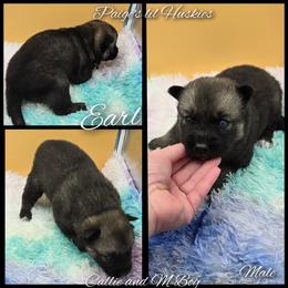 Earl - Agouti and white male Siberian Husky puppy in Bloomfield, Indiana from Paiges lil huskies