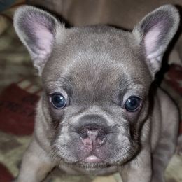 French Bulldogs from Bushido Bulldogges