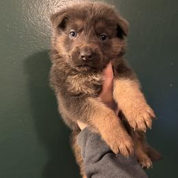 Bear - Blue male German Shepherd puppy in Watervliet, Michigan from M&M Shepherd Farms