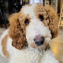 Winston - Goldendoodle