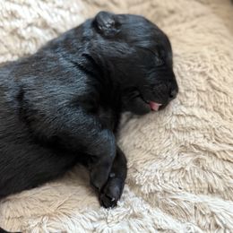 Girl 1 (reserved) - Black sable female Belgian Malinois puppy in Dallas, Texas from OreVis Malinois