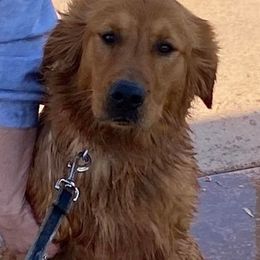 German Shepherds and Golden Retrievers from Kallhart Shepards and retrievers