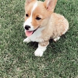 Pembroke Welsh Corgis from Osborn Corgis