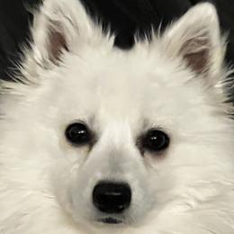 Yumi - Japanese Spitz