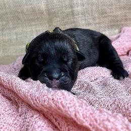 Yellow-Black Collar - Black brindle female Cane Corso puppy in Beech Island, South Carolina from Relic Cane Corso