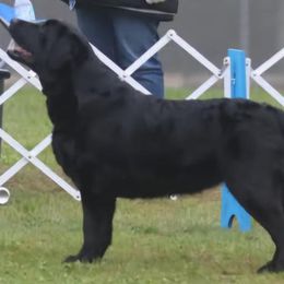 Demi - Labrador Retriever