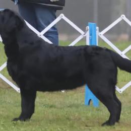 Demi - Labrador Retriever