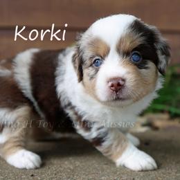 Korki - Red merle female Miniature American Shepherd puppy in Godley, Texas from Flying H Toy and Mini Aussies
