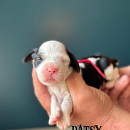 Patsy (Cline) - Black white and tan female English Springer Spaniel puppy in Tupalo, Mississippi from Butterfield Trail Farm