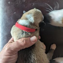 Pembroke Welsh Corgi Puppies from Jersey Shore Corgis