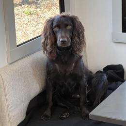 Boykin Spaniel Puppies from Sliding Creek Retrievers