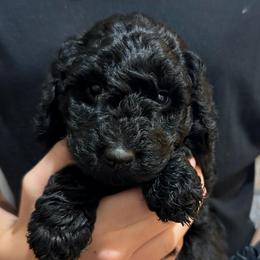 'Trixie' - Green collar - Black female Labradoodle puppy in Mc Cook, Nebraska from Powers Doodles